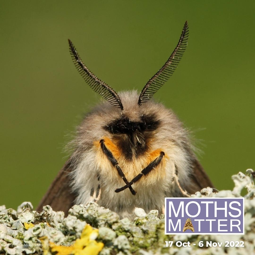 Welcome to Moth-tober! 🦋 At @savebutterflies we naturally think moths are fascinating, important and worth protecting. But we know that not everybody gets a warm feeling when moths are mentioned. We're here to change that! Find out why #MothsMatter 👉 butrfli.es/3TqGhsl