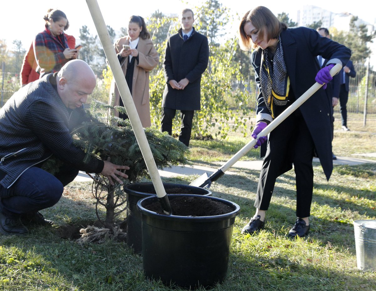 This Nordmann fir 🌲 will stand as a symbol of the future partnership between Georgia 🇬🇪 and Moldova 🇲🇩, here at the Alexandru Ciubotaru Botanical Garden in Chisinau. @sandumaiamd