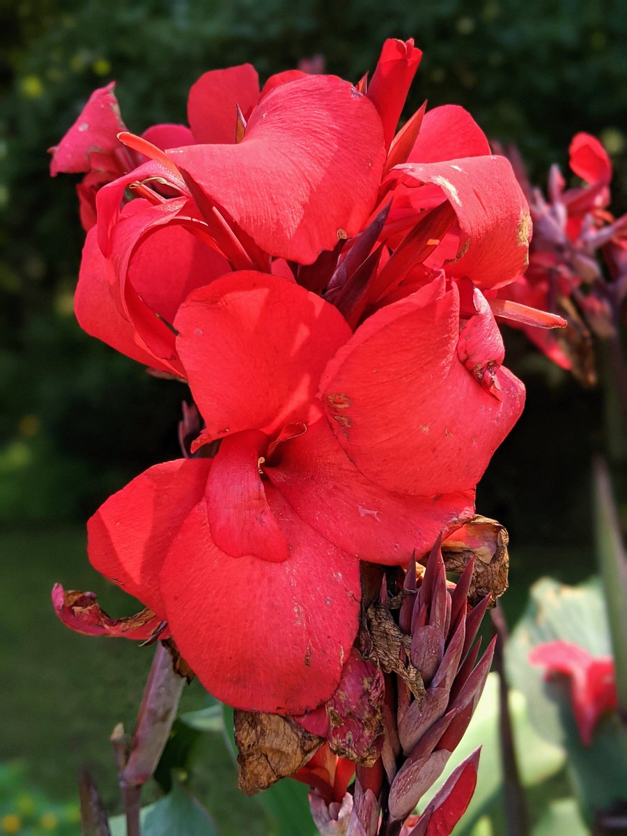 gfreetraveler's tweet photo. Let's brighten our week with #Top4Theme and #Top4Blooms. Let's see all those blooms!
Tag hosts:
@fionamusiclakes @gfreetraveler @4passports @LiveaMemory https://t.co/csb7GxwI3i