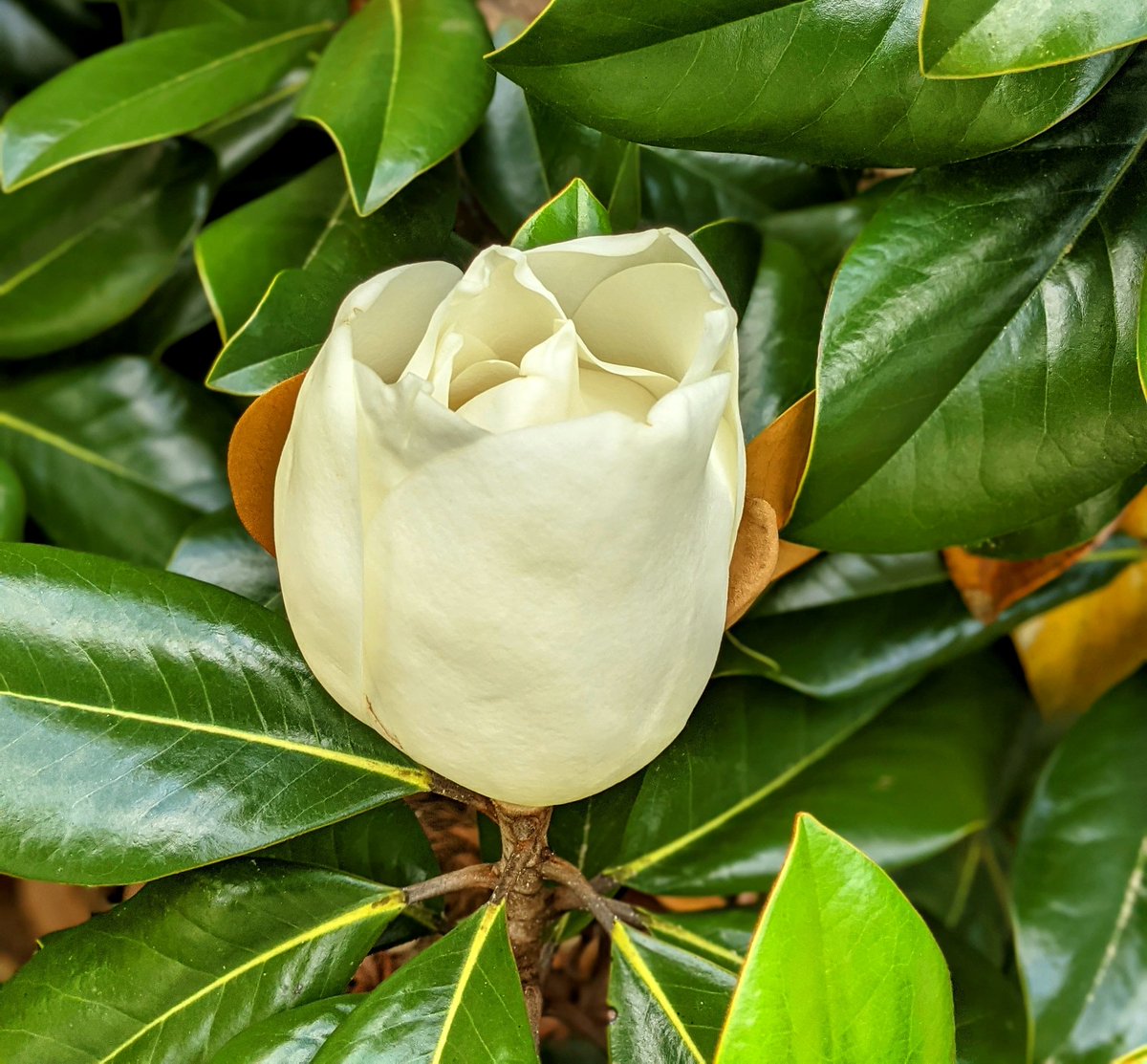 gfreetraveler's tweet photo. Let's brighten our week with #Top4Theme and #Top4Blooms. Let's see all those blooms!
Tag hosts:
@fionamusiclakes @gfreetraveler @4passports @LiveaMemory https://t.co/csb7GxwI3i