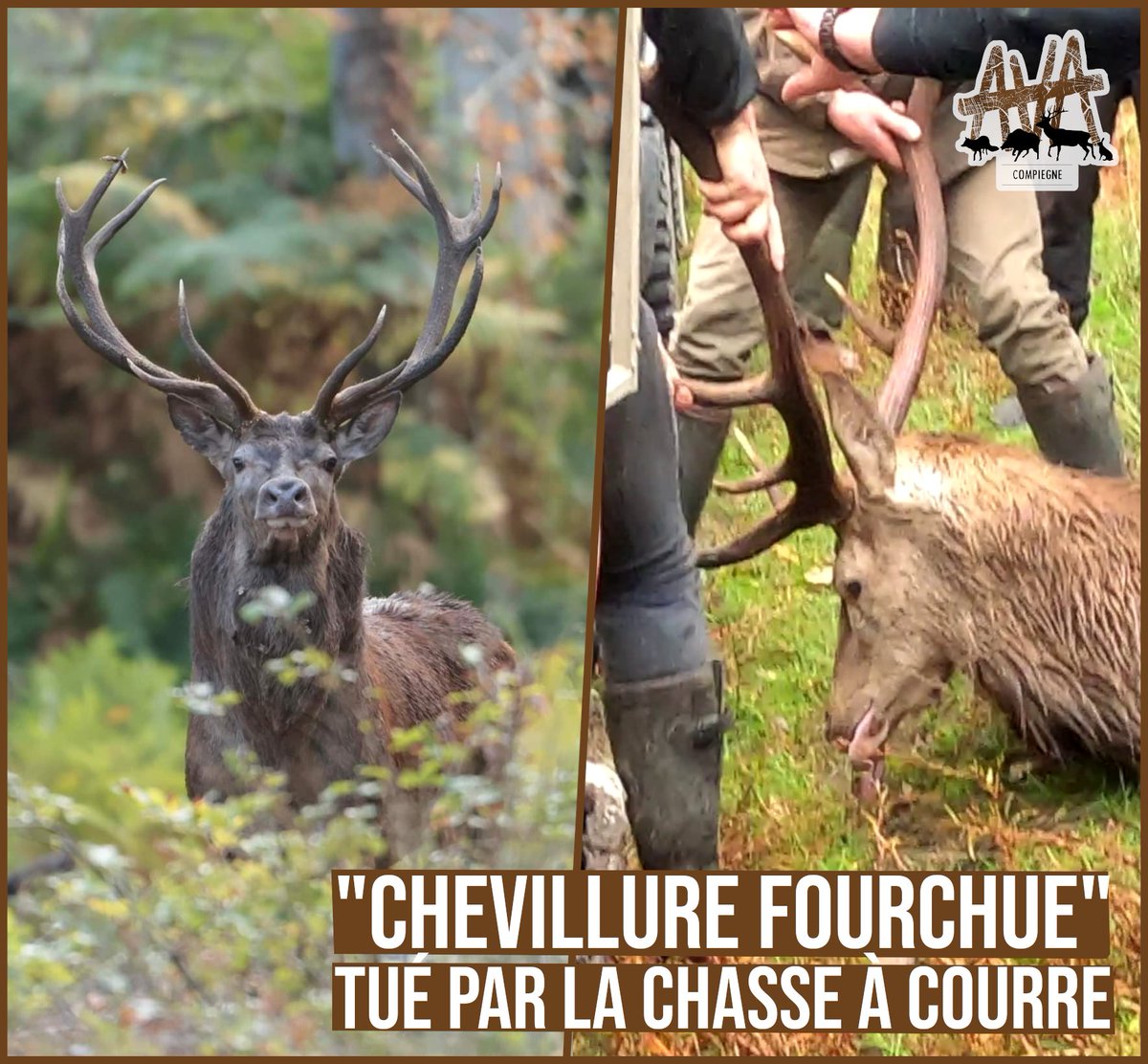 AVA__France's tweet photo. Les animaux majestueux que les photographes chérissent ne sont pour la #chassseàcourre que des trophées sur pattes, des ornements de cheminée, des prétextes à faire étalage de leur petit pouvoir arriéré.

La violence doit cesser: À BAS LA #CHASSEÀCOURRE !✊🕊 🌳 https://t.co/oIWRihlWb6