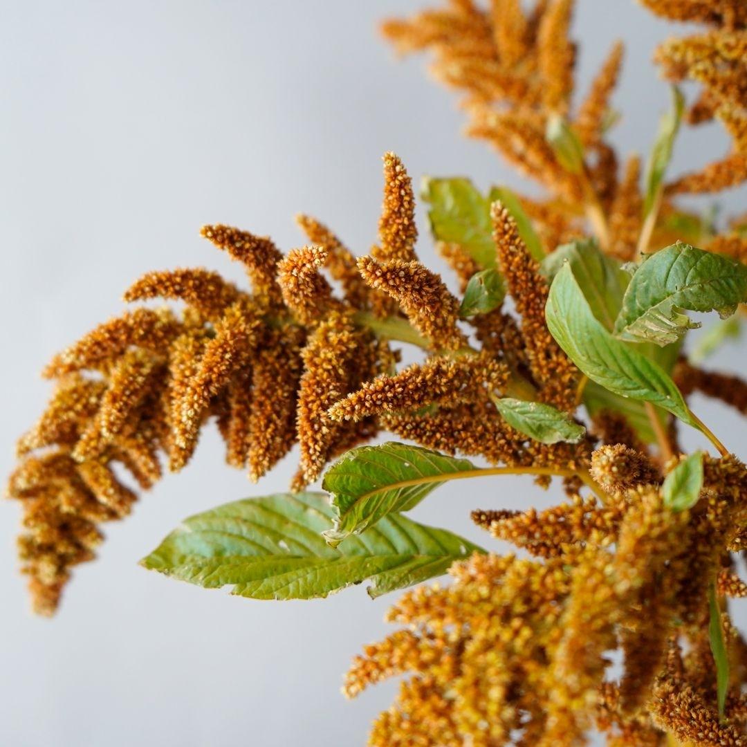 PRODUCT SPOTLIGHT: Bronze Upright Amaranthus
-
Pair with dried products and copper or bronze color schemes for a truly eye-catching look, or use it with bright, fresh blooms for a modern color palette that has fairytale appeal!
-
bit.ly/3C6RvLG
