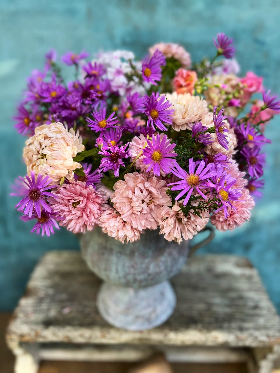 GardenBrocante's tweet photo. End of the pink china asters for this year, perennial aster still flowering quite well! Another lovely sunny day here ๐ธโ๏ธ๐ธ Hope youโve had a good day and have a lovely evening ๐๐ปโโ๏ธ๐๐ปโโ๏ธ๐๐ปโโ๏ธ https://t.co/jUZR3CL1yg