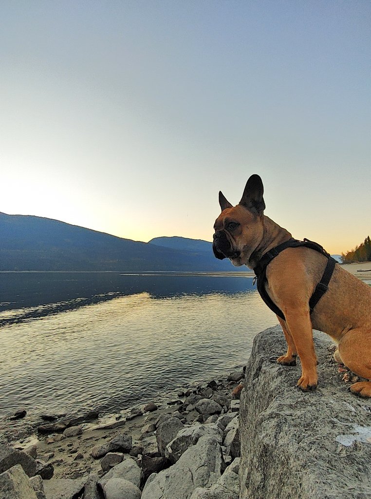 oscarindacity's tweet image. How does my small dog turn into a great Dane in bed?!