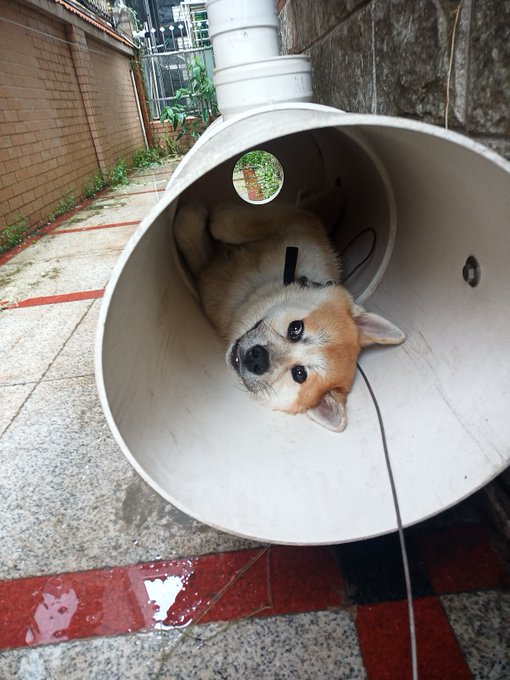 Meanwhile all my money goes to dog AC😅 https://t.co/XeY4rtP1xc