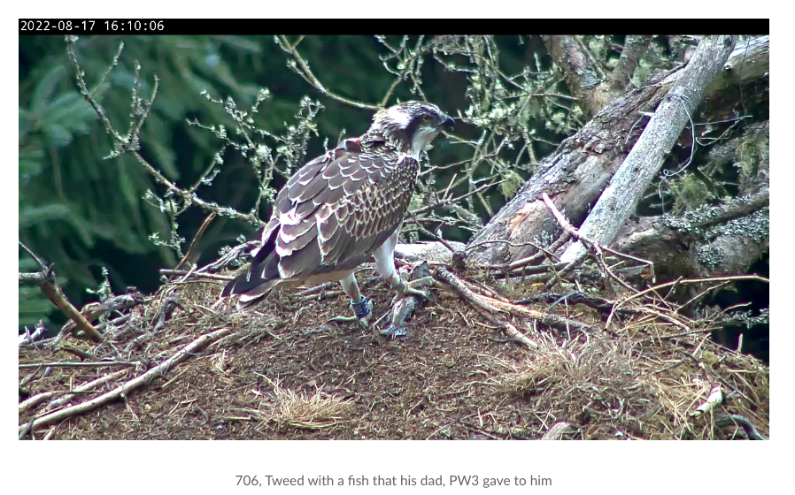 C_no_borders's tweet photo. Very sad news: RIP #Tweed #Blue706. Found by volunteers, looks like he was predated by a #Goshawk who are very active in the area. Sadly joined the 70% of first-years who don't make it. His tag will be returned to @TweedOspreys. @sachadench @Kezia47 @timmackrill @RoyDennisWF https://t.co/ZHrhBDwSu0