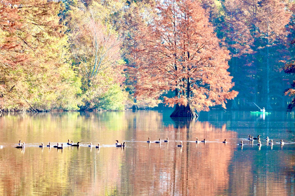 walknonsunshyn's tweet photo. I need nature, peace and animals today! The leaves here will be changing soon. I hope to get some autumn pics. #StumpyLake #VirginiaBeach
#Naturephotograpy #AutumnVibes #October #TwitterNatureCommunity #TwitterNaturePhotography @ThePhotoHour #photohour https://t.co/gFYkgYnsTW