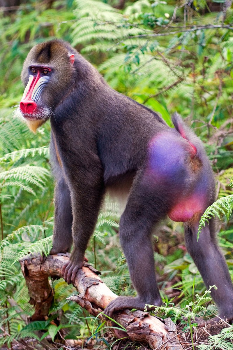 offsecmarc's tweet photo. @TheHairyJ Lion king rafiki megachad https://t.co/b5rHQilrsP