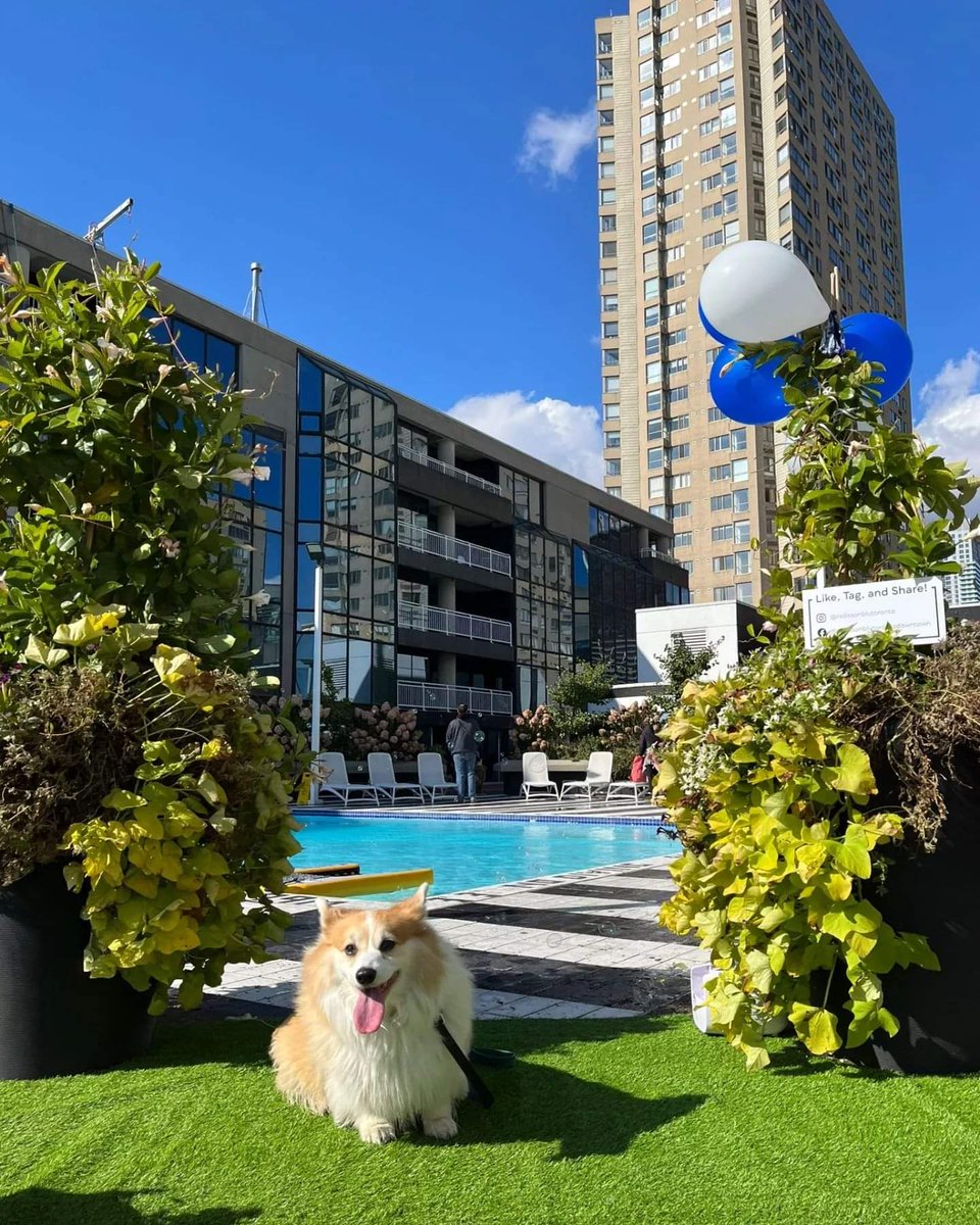 kimchithecorgi's tweet photo. Happy Monday! Hope everyone had a great weekend, I sure did 🥰🏊♂️🐶🐾😎 @RadissonBlu @THS_tweet @TourCNTower @sterlingnewton4
#radissonblu #radisson #radissonbluehotel #radissonblutorontodowntown #waterfront #torontohumanesociety #Monday #corgi #Toronto #Canada #Kimchithecorgi https://t.co/unSdhCg2Xy