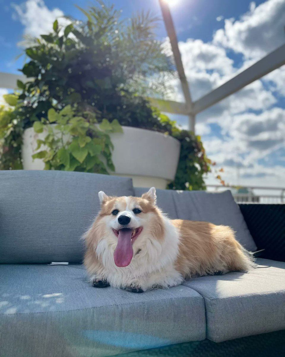 kimchithecorgi's tweet photo. Happy Monday! Hope everyone had a great weekend, I sure did 🥰🏊♂️🐶🐾😎 @RadissonBlu @THS_tweet @TourCNTower @sterlingnewton4
#radissonblu #radisson #radissonbluehotel #radissonblutorontodowntown #waterfront #torontohumanesociety #Monday #corgi #Toronto #Canada #Kimchithecorgi https://t.co/unSdhCg2Xy