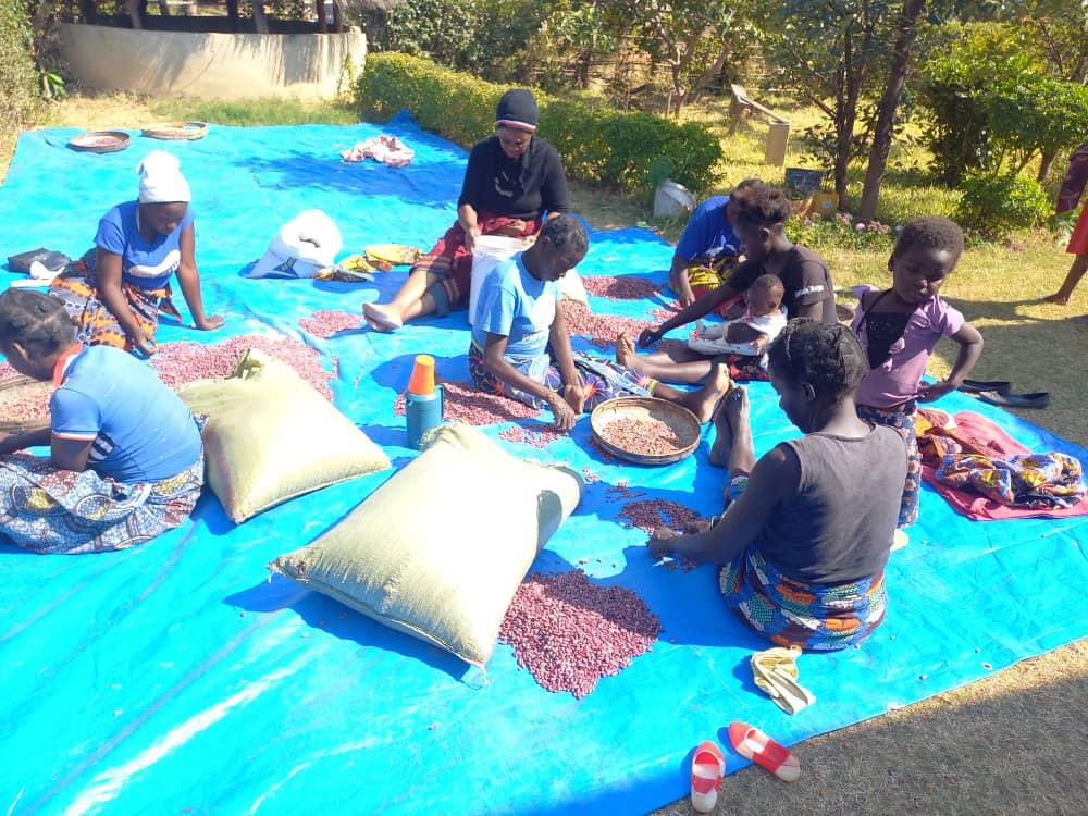 sunday_chanda's tweet photo. We have embarked on a Journey to #empower #Cooperatives in #Kanchibiya with #increased #production and #developing the #value_chain around #Beans and #Rice using the Constituency Development Funds (#CDF). https://t.co/l8C80SNhAu