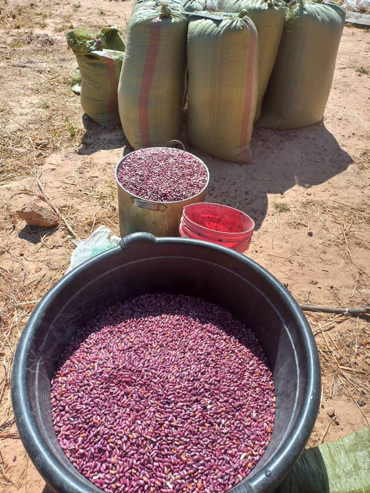 sunday_chanda's tweet photo. We have embarked on a Journey to #empower #Cooperatives in #Kanchibiya with #increased #production and #developing the #value_chain around #Beans and #Rice using the Constituency Development Funds (#CDF). https://t.co/l8C80SNhAu