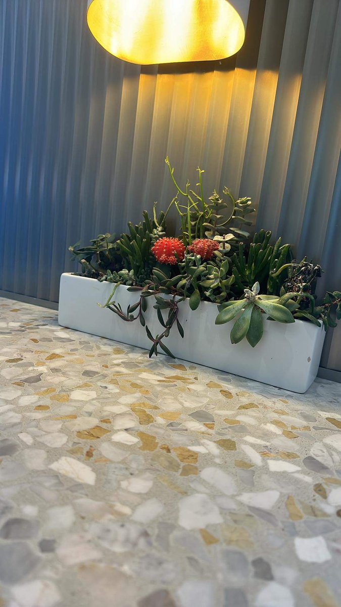 justsuccit's tweet photo. @Delta I LOVE that you have real succulents in your Sky Club Lounge. 👩🏾♥️🌵 These, however, need a refresh, &amp; bringing new life to succulent planters is my thang. Let’s chat about it! Sustainable beauty is the way of the future. https://t.co/oJ6KD0U0qB