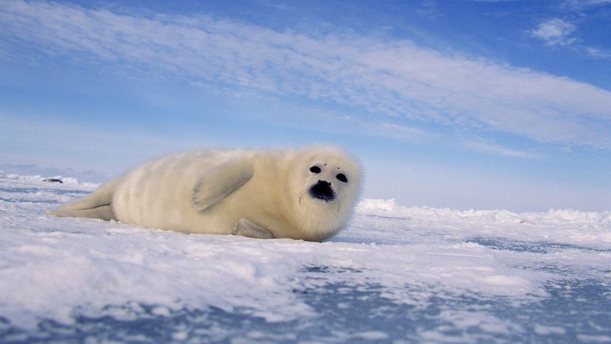 NERCscience's tweet photo. We met researchers from @_SMRU_  investigating how harp seals are coping with the thinning of the Arctic sea ice on which they breed - a strand of a wider programme to understand how climate change is affecting the Arctic

@project_ARISE @NERC_CAO /2
#FrozenPlanet2 https://t.co/8zK2cFuhis