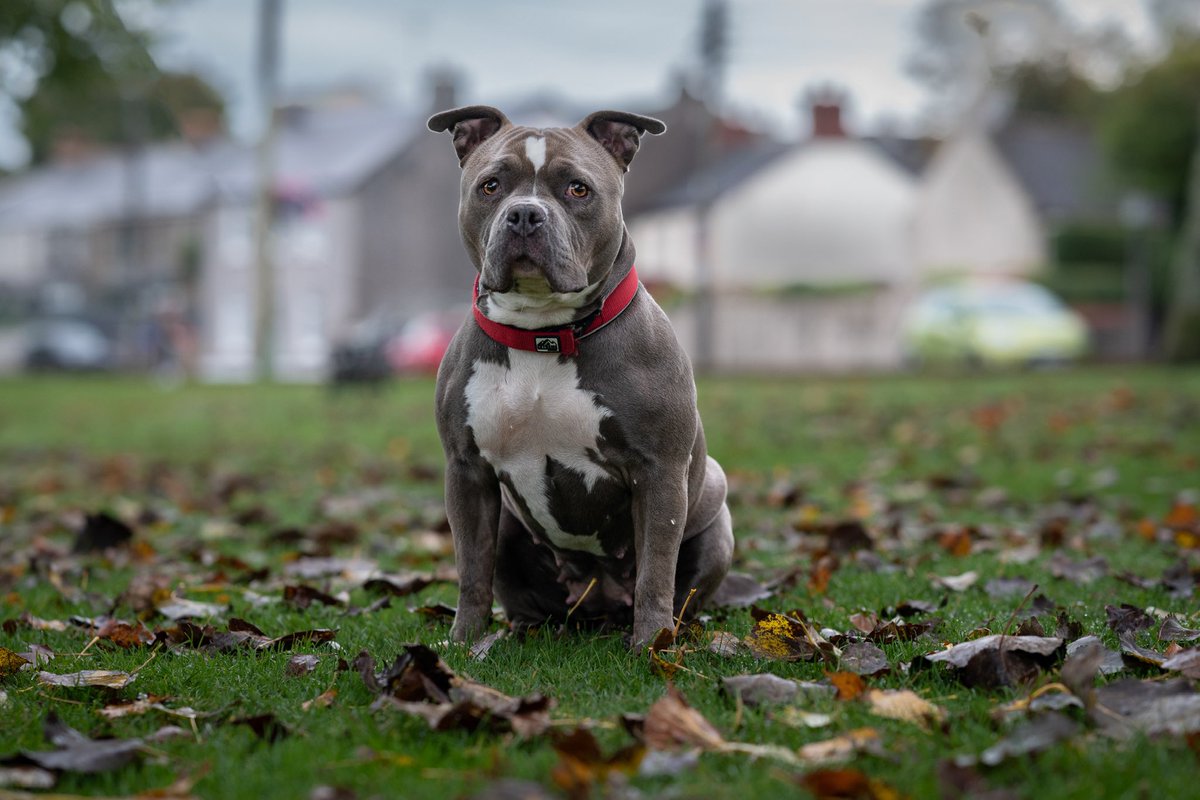 CaninesOfCork's tweet photo. Meet Blu 💙

Blu is a 1 year old American Pocket Bully.

#dogsoftwitter #FIRST_LOVE #dogs
#Pitbulls #dogphotography #photographer #twitterdogcommunity 
#FirstPost #animal #love #Nikon https://t.co/IGj8YHiWwD