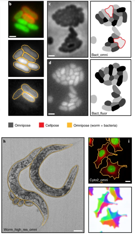 naturemethods's tweet photo. From the Mougous and Wiggins labs comes Omnipose! A versatile tool for segmenting diverse and arbitrarily shaped cells in microscopy images, with an emphasis on challenging bacterial shapes. https://t.co/xafNILufTx https://t.co/ZWyI9cKL7N