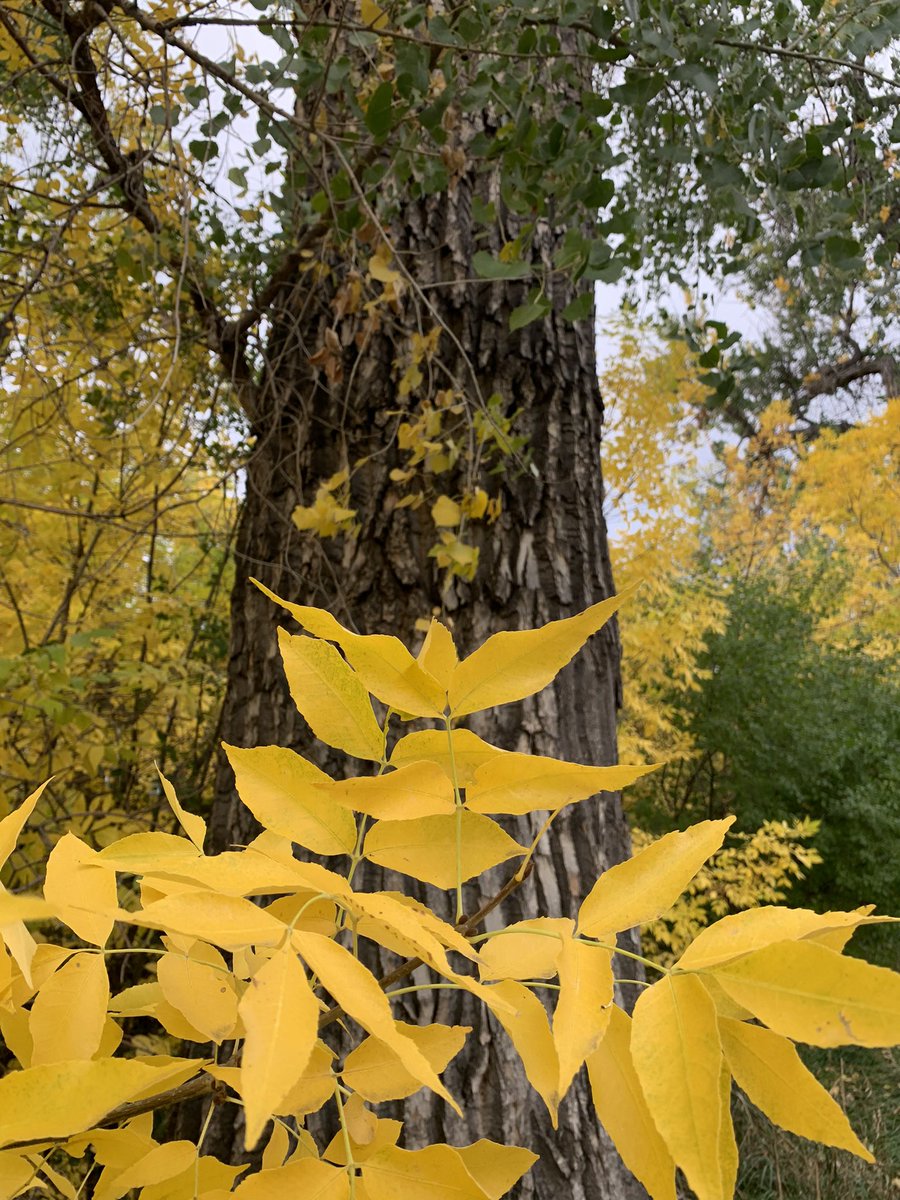 rmnft's tweet photo. All the beautiful Autumn colors!
#highlinecanal #cherrycreektrail #autumnleaves #naturetherapy #natureinthecity https://t.co/XXKhlPebjW