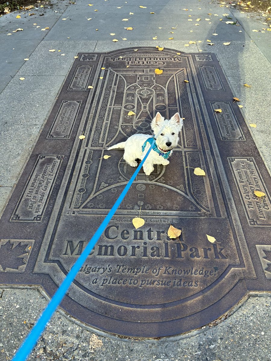 MelanieSouthern's tweet photo. This morning’s walk - beautiful Carnegie? library ⁦@calgarylibrary⁩ #CannotWaitToExplore #WestieLove https://t.co/WDR0cGz5hW