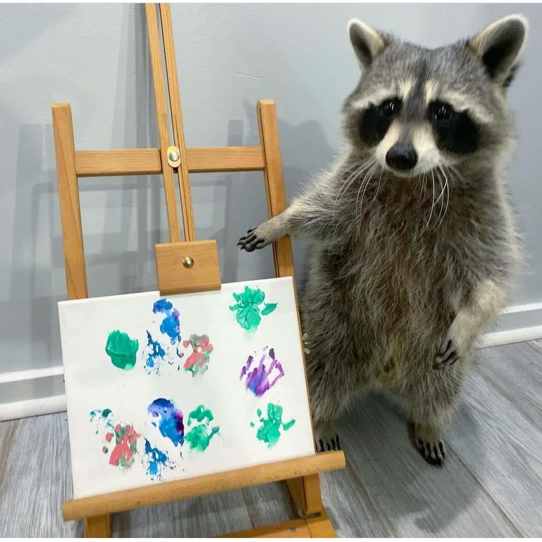 Raccoons Hourly (@raccoonhourly) on Twitter photo 