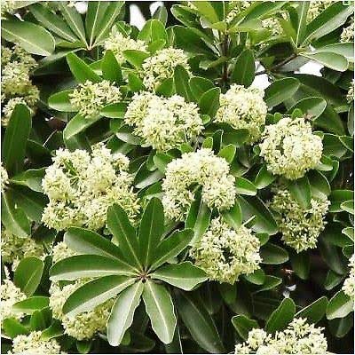 Dhanushree96's tweet photo. 'tis the season of saptapaarini blooming wonderfully in the night. With AC season gone, time to open the windows and let the sweet scent fill up your house 😍
Who the devil called it the Devil's tree? 👹
Image source: Google baba https://t.co/H47lP8zve3