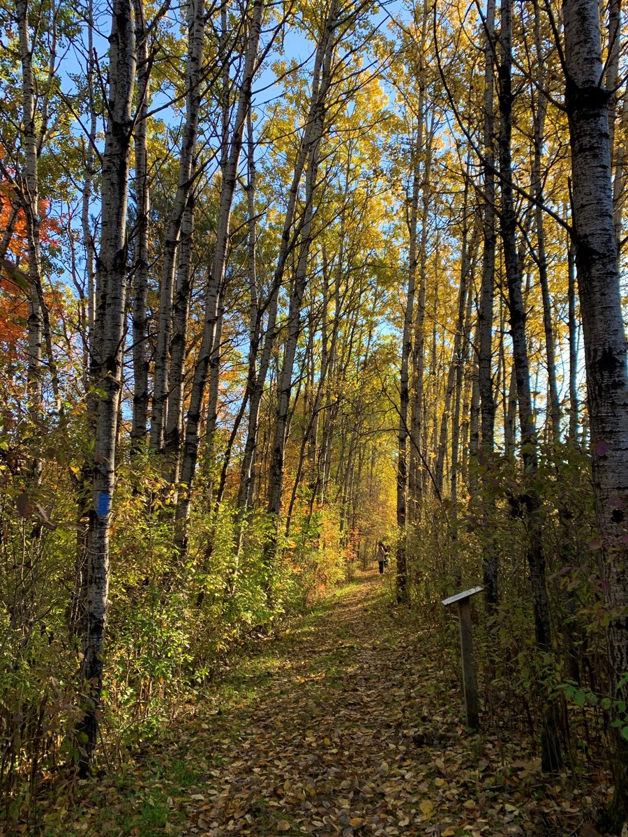 gofingerlakes's tweet photo. 🍂 Beautiful fall scenes from the @FLLandTrust's Roy H. Park Preserve, Tompkins Co.
🌎 Directions and more info: https://t.co/uVI9OPWnRG
#FallColors2022 #GetOutside #GoFingerLakes https://t.co/x6fYuBIej3