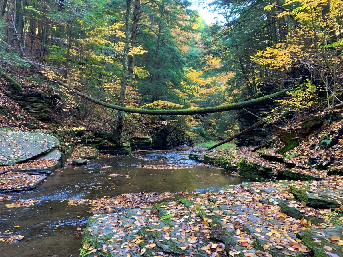 gofingerlakes's tweet photo. 🍂 Beautiful fall scenes from the @FLLandTrust's Roy H. Park Preserve, Tompkins Co.
🌎 Directions and more info: https://t.co/uVI9OPWnRG
#FallColors2022 #GetOutside #GoFingerLakes https://t.co/x6fYuBIej3