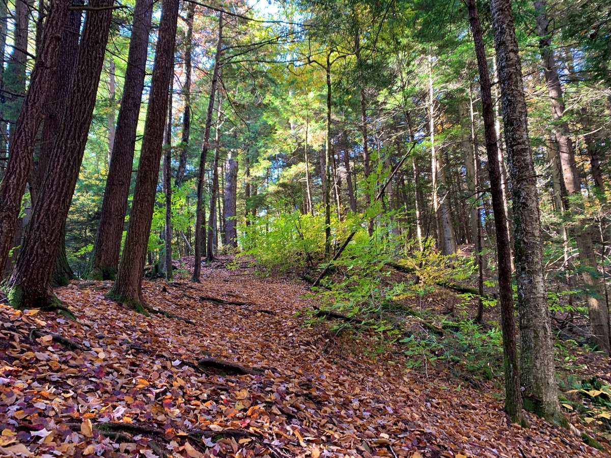 gofingerlakes's tweet photo. 🍂 Beautiful fall scenes from the @FLLandTrust's Roy H. Park Preserve, Tompkins Co.
🌎 Directions and more info: https://t.co/uVI9OPWnRG
#FallColors2022 #GetOutside #GoFingerLakes https://t.co/x6fYuBIej3