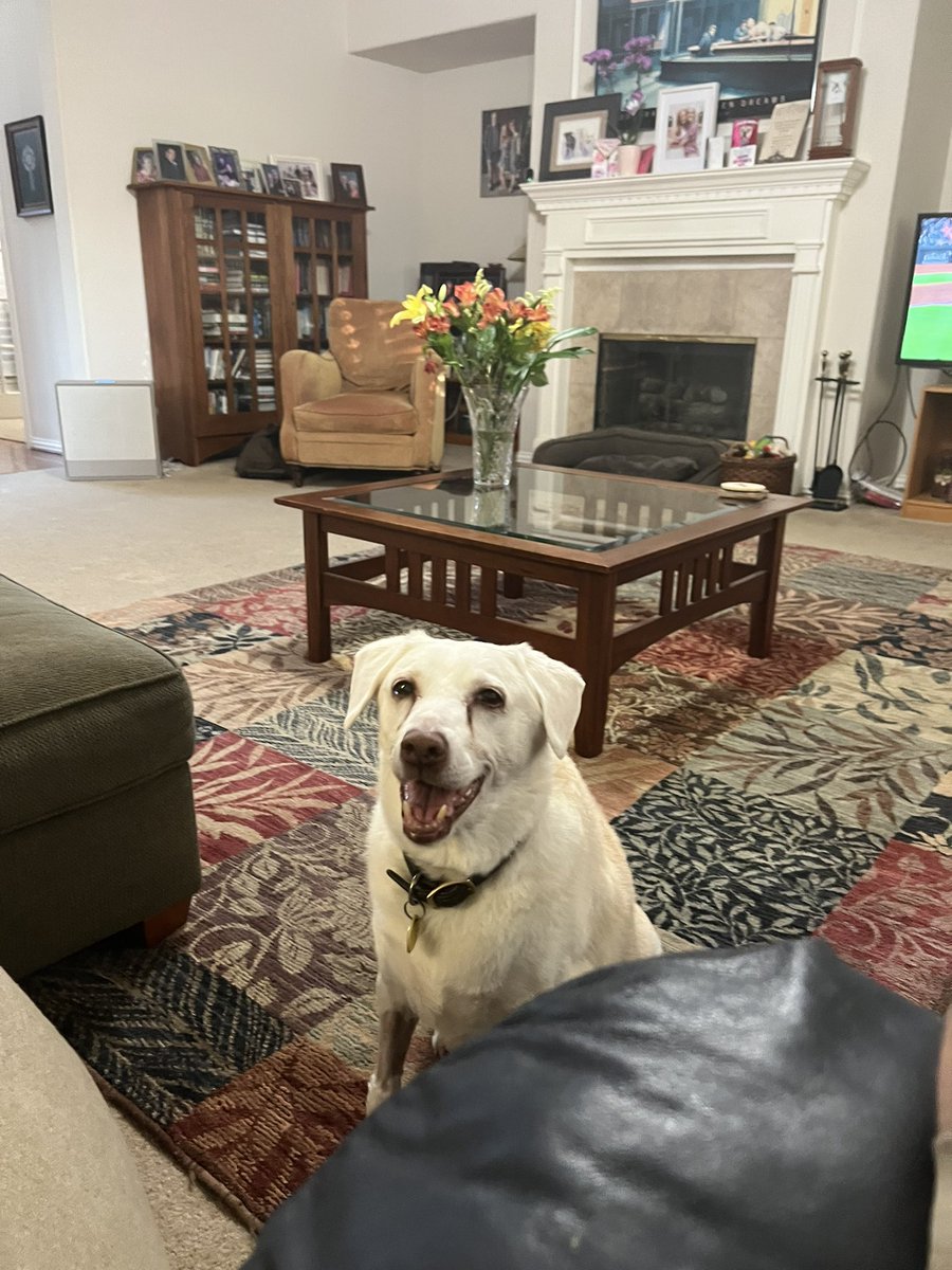 Steve Campbell tweet media