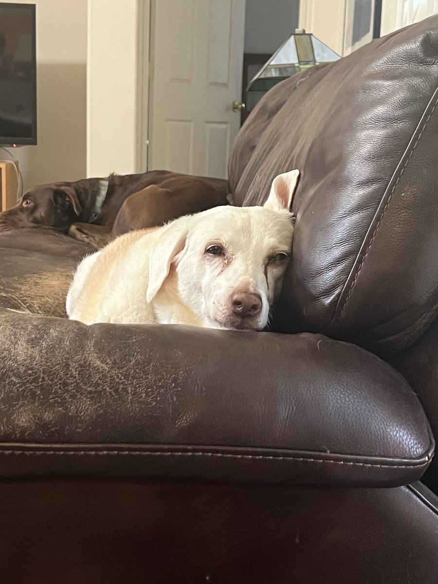 Steve Campbell tweet media