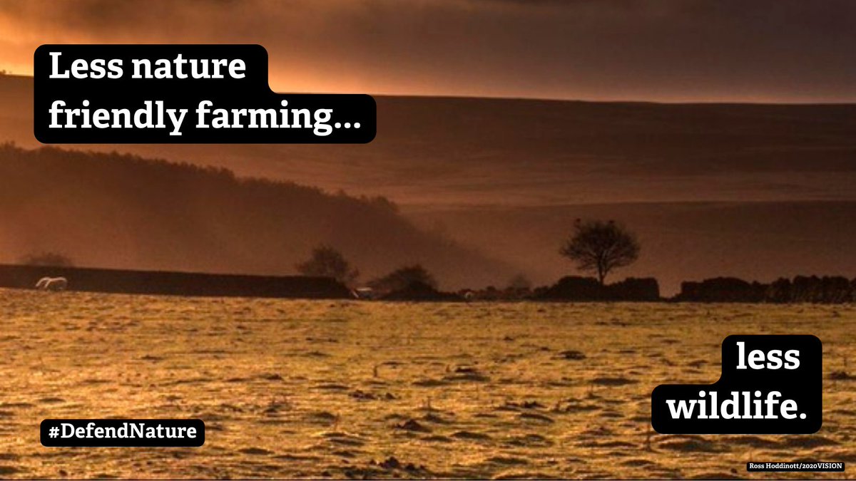 DerbysWildlife's tweet photo. There are many ways to help us #DefendNature - writing to your MP, donating to our land appeal, and helping us to raise awareness (by retweeting this tweet!). Please spread the word about the UK government's #AttackonWildlife amongst your online community https://t.co/4TdFRdV3IF https://t.co/MfpTTJ6evj