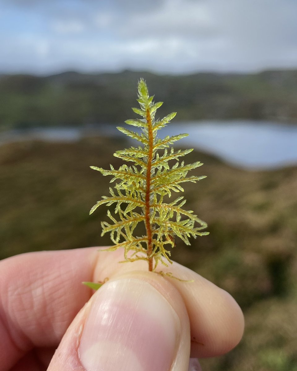 LeifBersweden's tweet photo. This stunning little thing is called Glittering Wood-moss (Hylocomium splendens). I love how it takes on that satisfying, round-bellied, tapering form we see so often in nature: in fern fronds, mosses &amp; conifer trees. It’s one of my favourites &amp; I just can’t get enough of it 🤌🤌 https://t.co/ZSyn13JgXZ