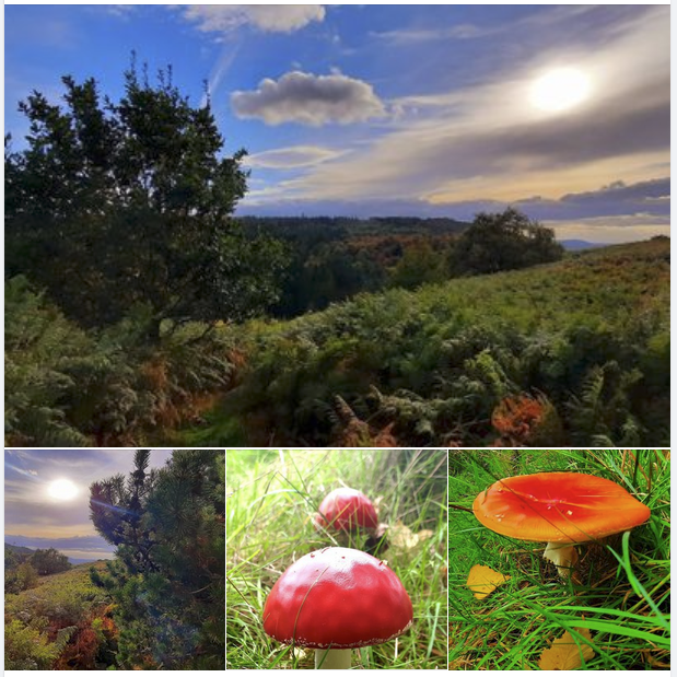 Lisa_Lovebucket's tweet photo. @orbific @dansumption Lucy from @WForaging runs regular mushroom foraging events at this time of year. Pics below from a few weekends ago. https://t.co/OXVjnHJq5T