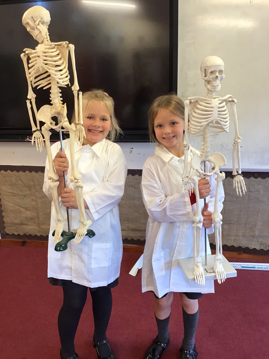 TJPrimary's tweet photo. Year 3 are proud to present our brand new Science Ambassadors! They kicked off their new role delivering Skelly and Ton to the classrooms so we could study the human skeleton. #TJScience #TJYear3 https://t.co/zdx1L97HBz