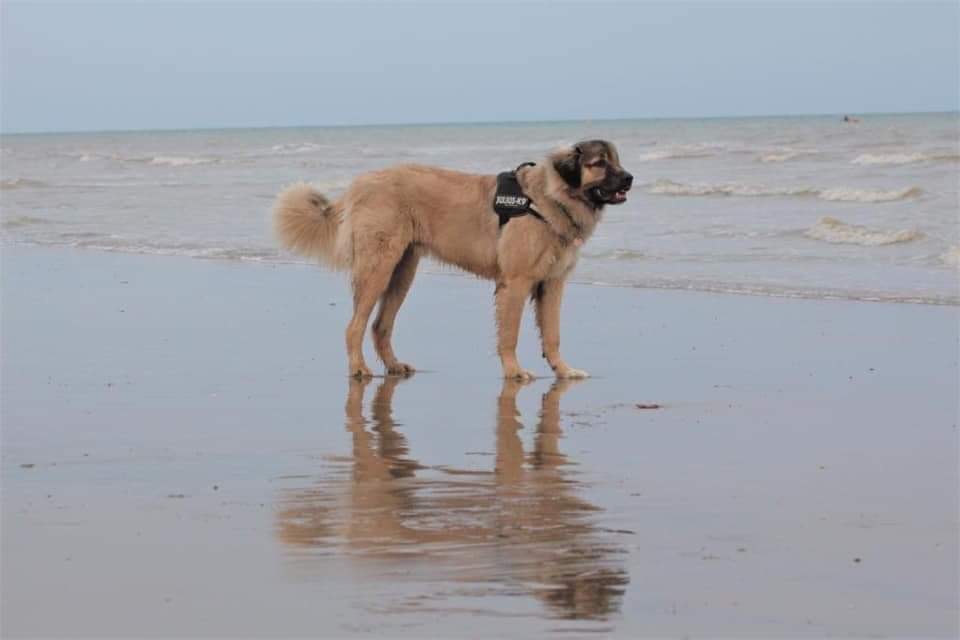 forgotten_paws's tweet photo. For ADOPTION Leo https://t.co/lZfdS4aBzS https://t.co/UhG74hp0GQ