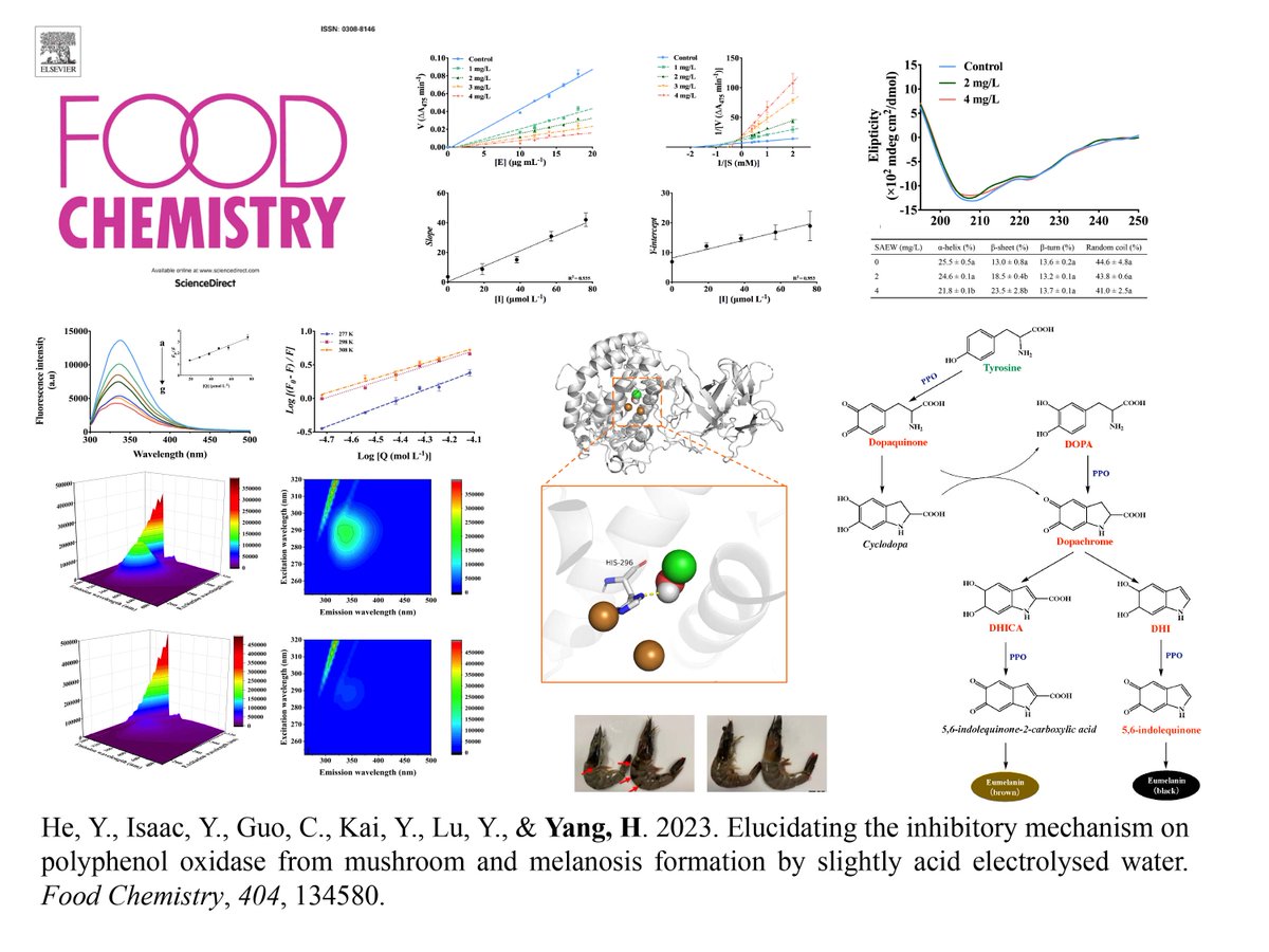 HongshunYang's tweet photo. He, Y., Yeo, K.X., I., Guo, C., Kai, Y., Lu, Y., &amp; Yang H. 2023. Elucidating the inhibitory mechanism on polyphenol oxidase from mushroom and melanosis formation by slightly acid electrolysed water. Food Chemistry, 404, 134580.

https://t.co/rr612aPmvi https://t.co/InuBbgdhSN