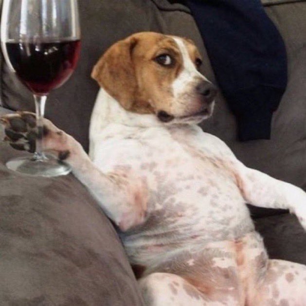 DogsDoAspas's tweet image. Dia 2

Cachorro DiCaprio
@loud_aspas