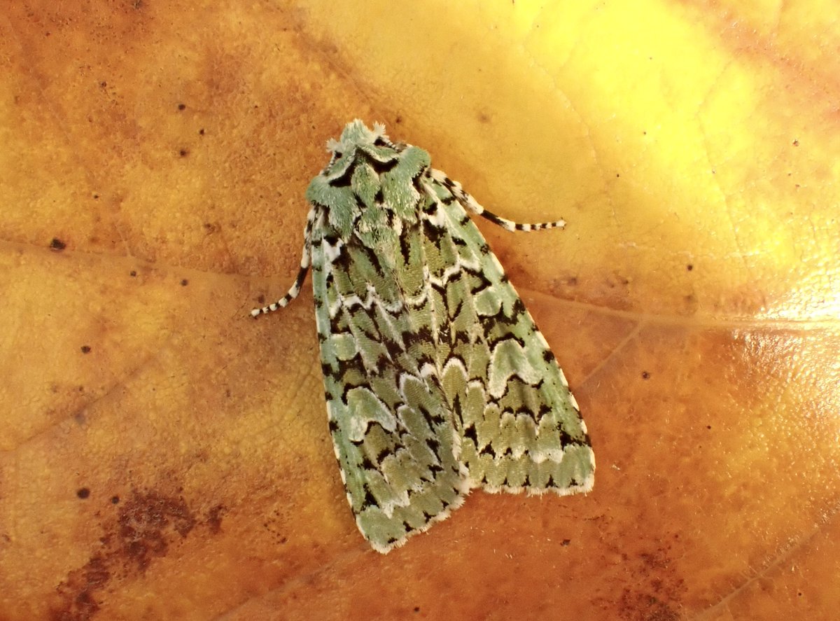 Moth du jour: Merveille du Jour - Griposia aprilina. #TeamMoth #GlosMoths