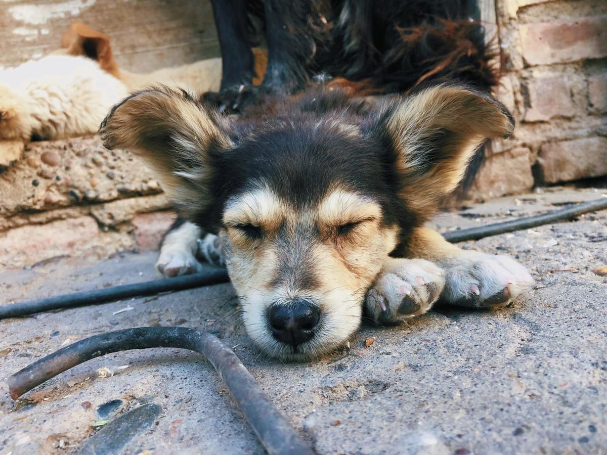 aldi_ghilardi's tweet photo. Bebitos en adopción, 6 machitos y 2 hembritas, en cada foto dice sus sexos, son lo más dulce que hay, se necesita adopción y difusión urgente antes de que pase algo!! De más esta aclarar que necesitan ser desparacitados y vacunados urgente https://t.co/Qtpzelt7LN