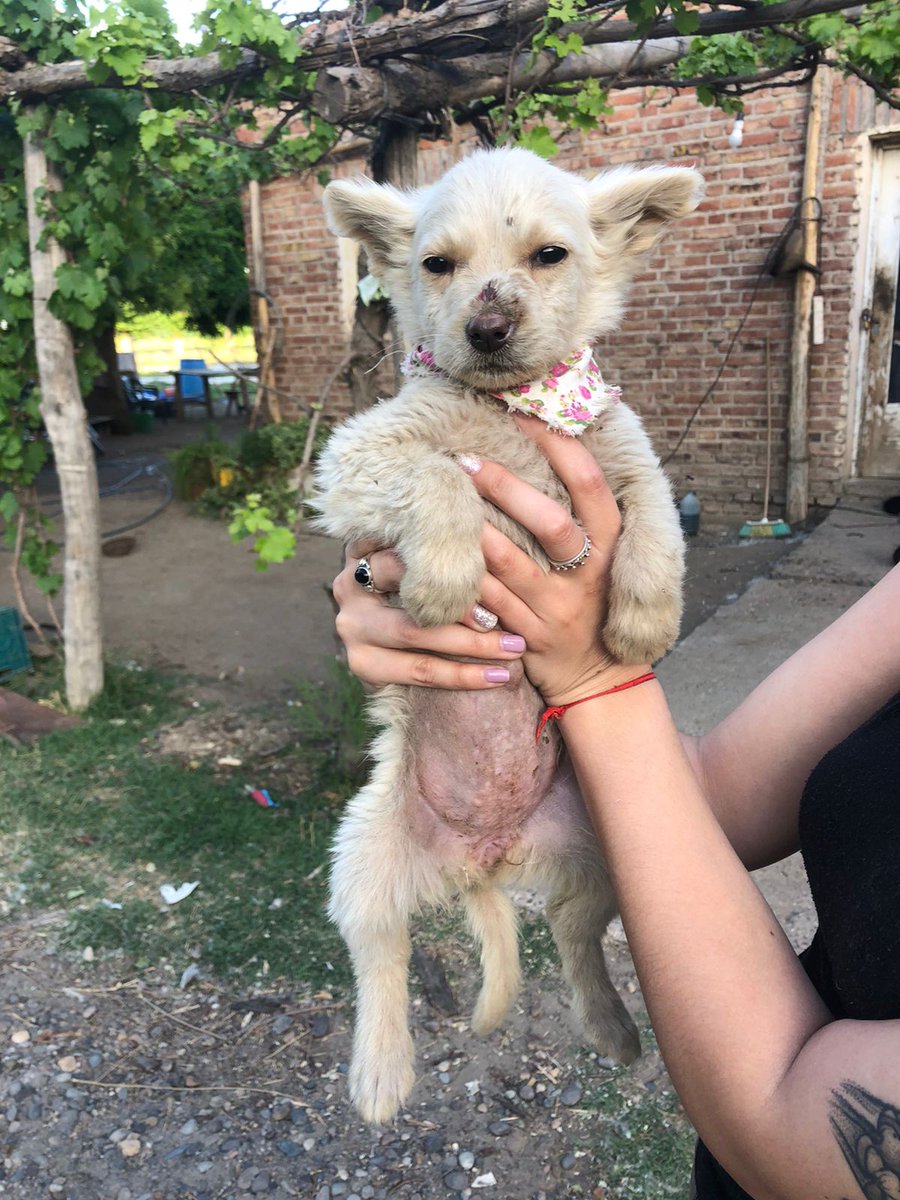 aldi_ghilardi's tweet photo. Bebitos en adopción, 6 machitos y 2 hembritas, en cada foto dice sus sexos, son lo más dulce que hay, se necesita adopción y difusión urgente antes de que pase algo!! De más esta aclarar que necesitan ser desparacitados y vacunados urgente https://t.co/Qtpzelt7LN