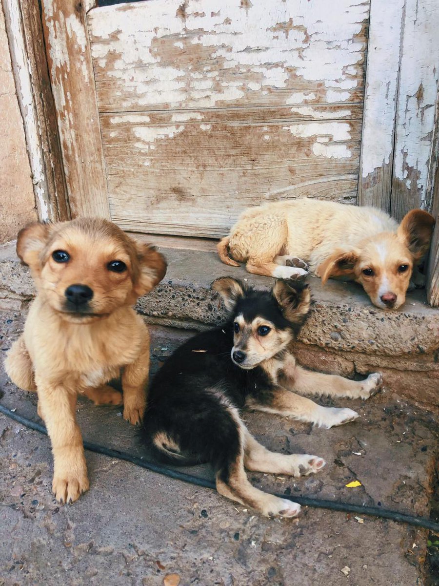 Bebitos en adopción, 6 machitos y 2 hembritas, en cada foto dice sus sexos, son lo más dulce que hay, se necesita adopción y difusión urgente antes de que pase algo!! De más esta aclarar que necesitan ser desparacitados y vacunados urgente