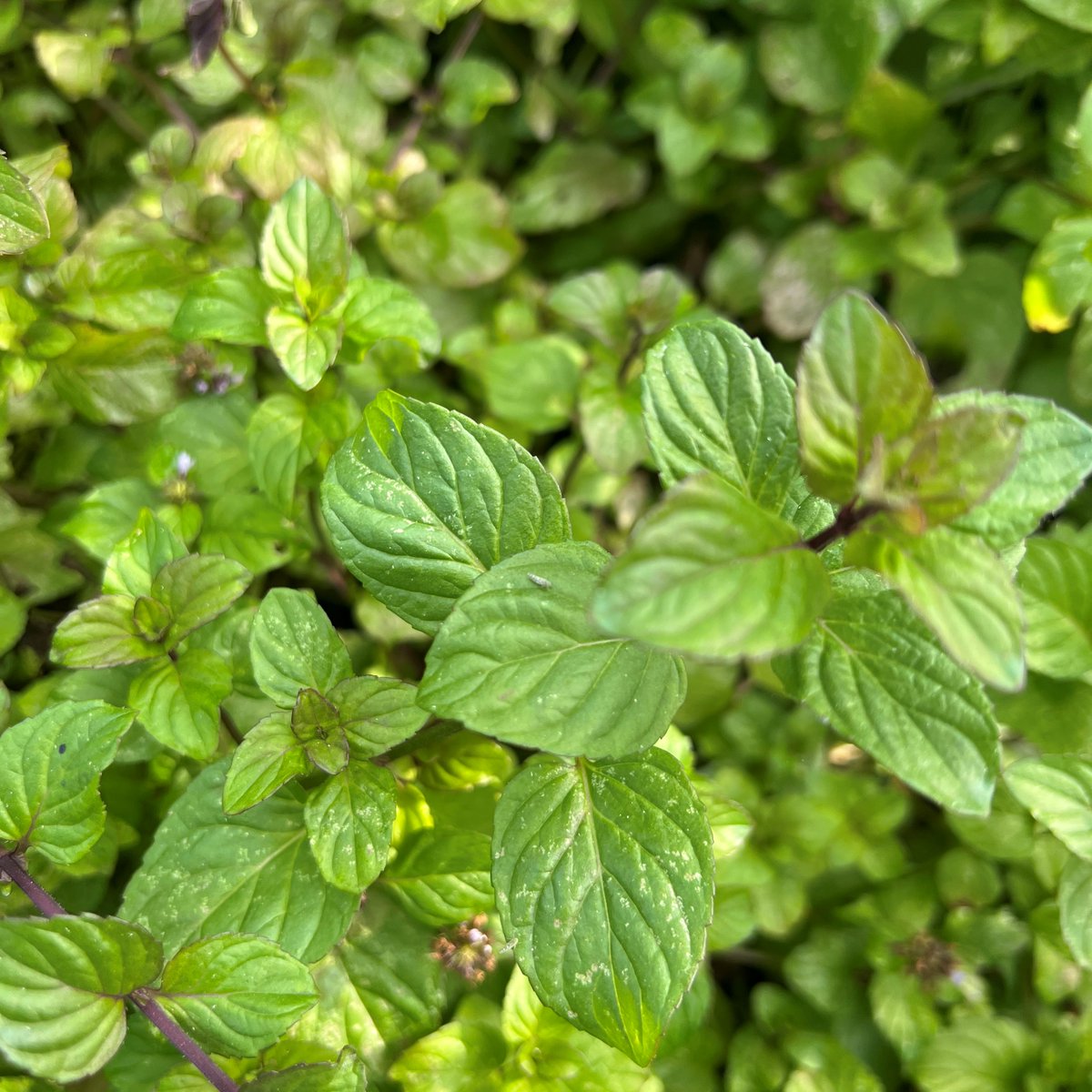 JoinMGCC's tweet photo. Chef Ricky picked some fresh herbs from our MGCC Garden this morning to be featured on our dining and bar menu. Fresh mint, lemon verbena, sage, thyme, cilantro and more!

#mgcc #marylandgolfandcountryclubs #marylandgolf #marylanddining #countryclubliving #harfordcountymd https://t.co/Fw5qu2J2X6