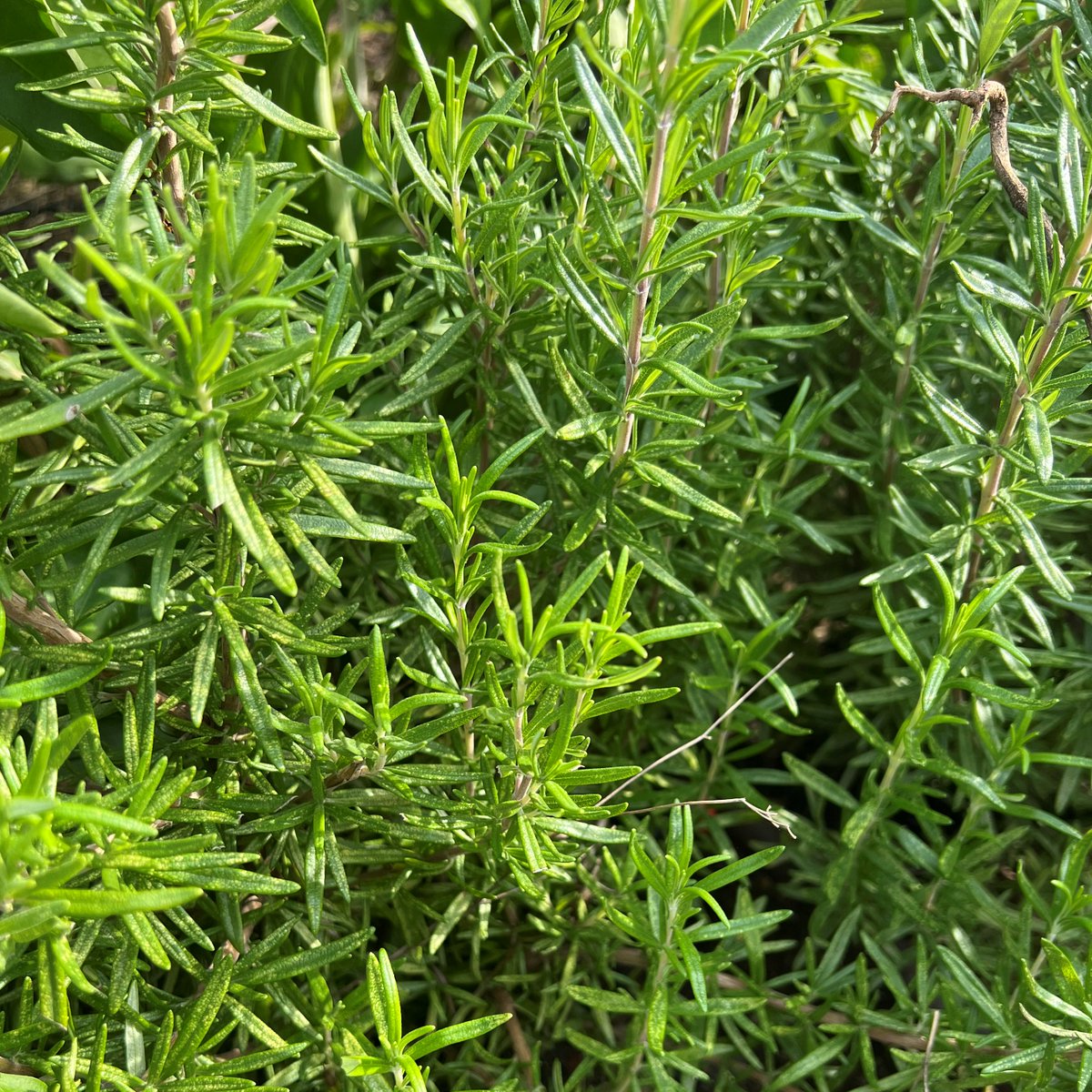 JoinMGCC's tweet photo. Chef Ricky picked some fresh herbs from our MGCC Garden this morning to be featured on our dining and bar menu. Fresh mint, lemon verbena, sage, thyme, cilantro and more!

#mgcc #marylandgolfandcountryclubs #marylandgolf #marylanddining #countryclubliving #harfordcountymd https://t.co/Fw5qu2J2X6