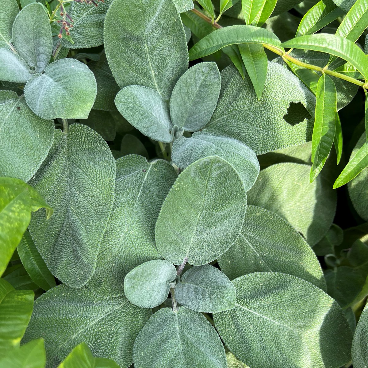 JoinMGCC's tweet photo. Chef Ricky picked some fresh herbs from our MGCC Garden this morning to be featured on our dining and bar menu. Fresh mint, lemon verbena, sage, thyme, cilantro and more!

#mgcc #marylandgolfandcountryclubs #marylandgolf #marylanddining #countryclubliving #harfordcountymd https://t.co/Fw5qu2J2X6