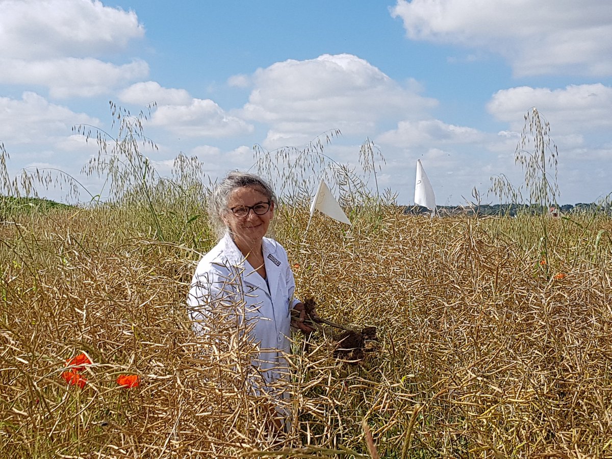 PhytopathologyJ's tweet photo. What is the risk of pyramiding resistance genes in rapeseed to manage Leptosphaeria maculans? Find out in the latest Editor's Pick, by Marie-Hélène Balesdent &amp; colleagues.

🔓https://t.co/3zmXNXWayH

@AlizeeLoiseau @INRAE_IDF @UNPT_FRANCE @agrosolutions @terresinovia https://t.co/HD3gJCQYz6