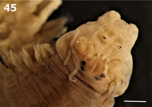 Three new species for CoBI!!

Cocculina aurora Chen, Hilário, Rodrigues &amp; Ramirez-Llodra, 2022
doi.org/10.1098/rsos.2…
Hediste asta Teixeira, Ravara, Langeneck &amp; Bakken, 2022
 doi.org/10.1080/147720…
Hediste ponti Teixeira, Ravara, Langeneck &amp; Bakken, 2022