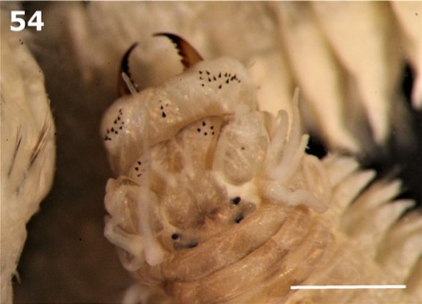 CoBI_UA's tweet photo. Three new species for CoBI!!

Cocculina aurora Chen, Hilário, Rodrigues &amp; Ramirez-Llodra, 2022
https://t.co/LrVkQsqUgs
Hediste asta Teixeira, Ravara, Langeneck &amp; Bakken, 2022
 https://t.co/JnFWaeMkuF
Hediste ponti Teixeira, Ravara, Langeneck &amp; Bakken, 2022 https://t.co/ED5HS9cwjy