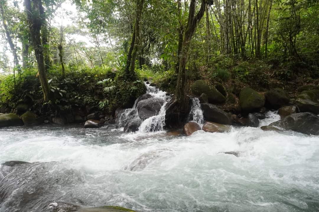Refugiolongomai's tweet photo. El río Convento, siempre invitándonos a bañarnos en él, pero con mucha precaución. En esta ocasión, nos invitó a observarlo.

#longomai #costarica #longomaicr #río #river #tropical https://t.co/ZqVRk96p2Q