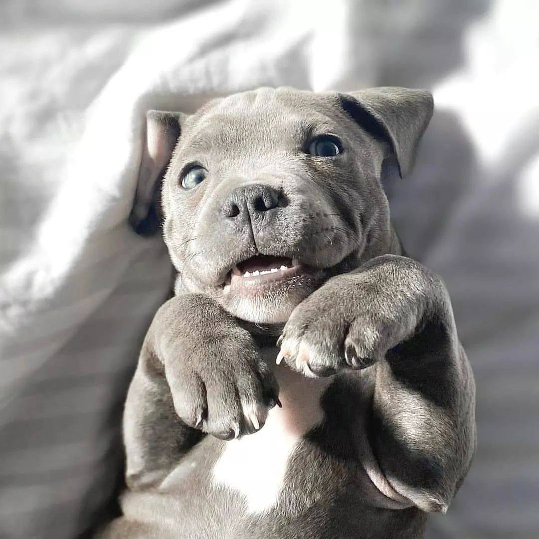 DogDeRue's tweet photo. 🖤 Hello Willow 📸 blueewillow
.
dogderue⁣⁣ - Vêtements &amp; Accessoires pour chien⁣
.⁣⁣
#staffy #staffie #americanstaffy #chien #dog #dogderue https://t.co/DuF2fDeP2k