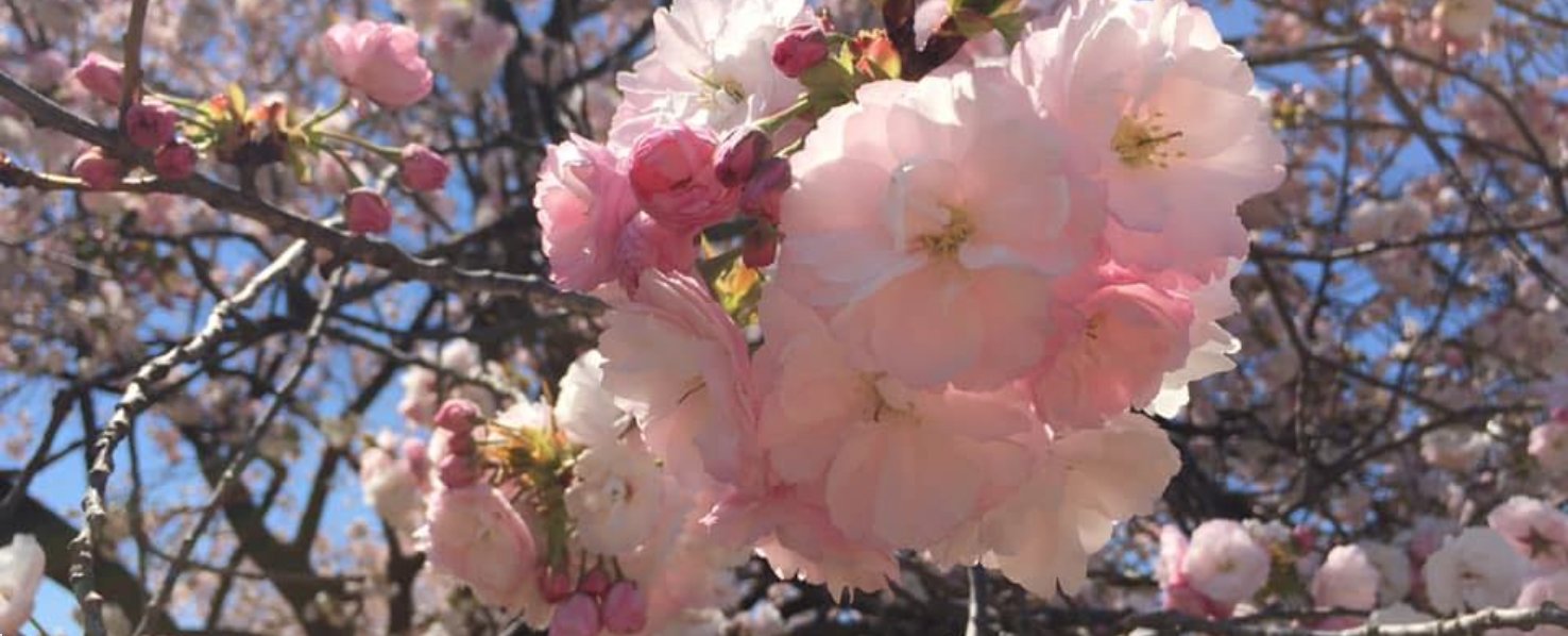 桜 Twitter Search Twitter