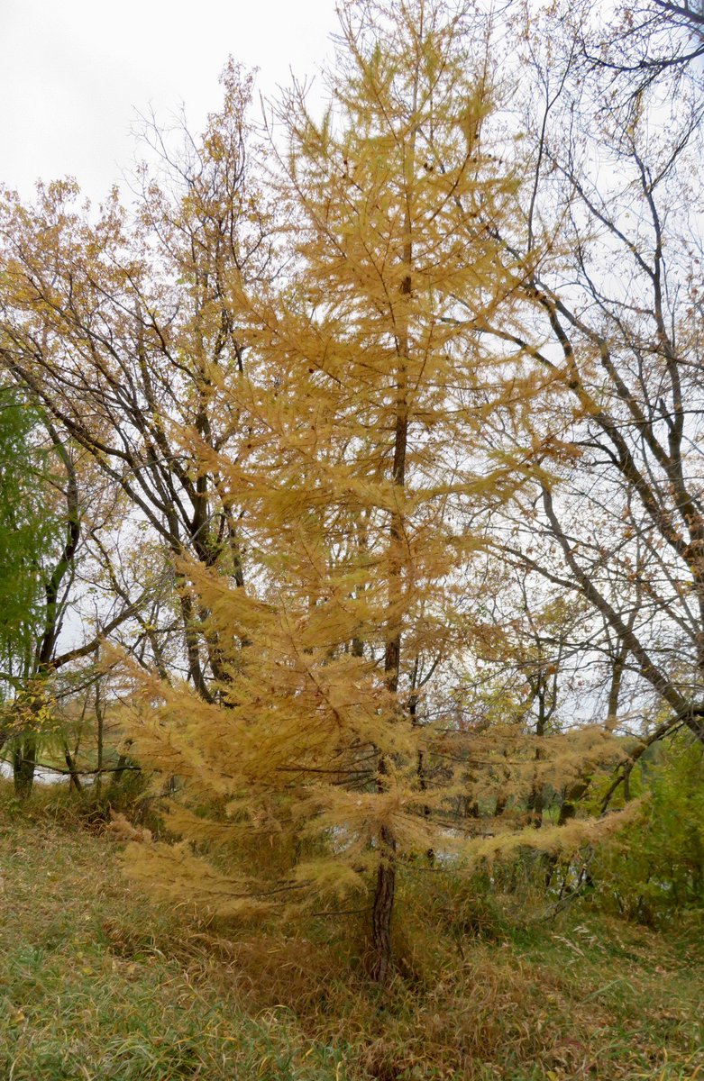 hapandcarol's tweet photo. #HAPPINESS is wondering if the Tamarack tree is deciduous or coniferous since it has needles but changes color in the fall and loses its needles. Actually it is a deciduous conifer. #tamaracktree #deciduous #coniferous https://t.co/xMijlhfNxR